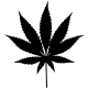 Planta De Marihuana